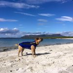 Doggie Wetsuits Scotland