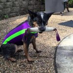 purple and green Doggie Wetsuit