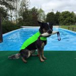 Green and Black Doggie Wetsuit