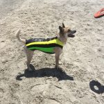 Lily in her Doggie Wetsuit