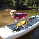 Stand up Pup in her Doggie Wetsuit in pink and grey