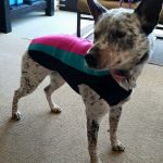 Young Australian cattle dog in her new Doggie Wetsuit