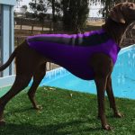 Purple and black Doggie Wetsuit
