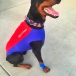 Legend in his red and blue Doggie Wetsuit