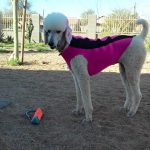 Pink Poodle and her Doggie Wetsuit