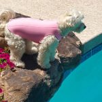 Pink Doggie Wetsuit
