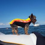 Doggie Wetsuit and a jet ski