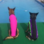 Doggie Wetsuits at competition