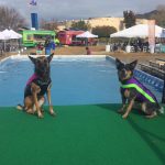 Two Doggie Wetsuit winners